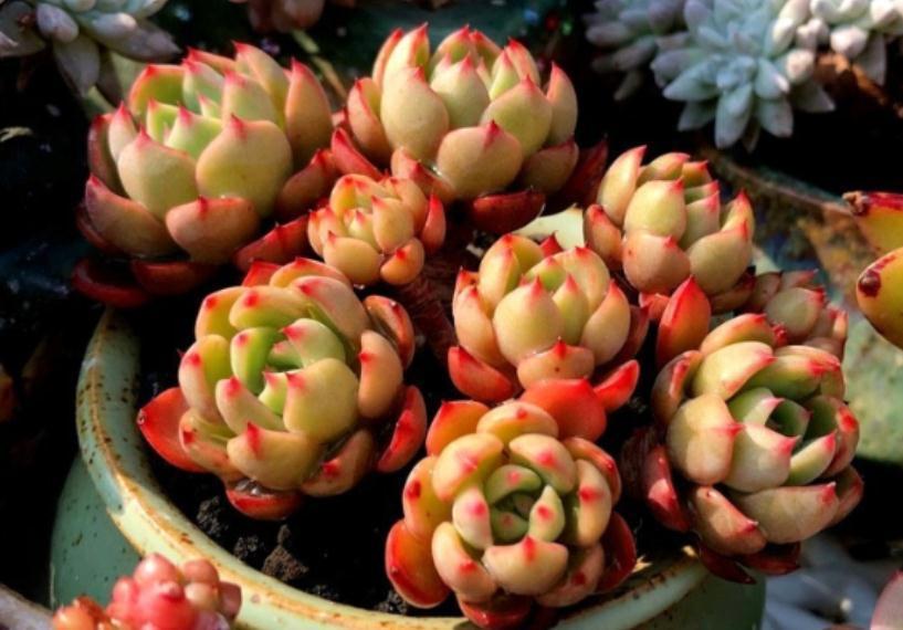 按这4个要求盆栽，多肉娜娜小勾呼呼疯长，叶尖一年四季红艳艳