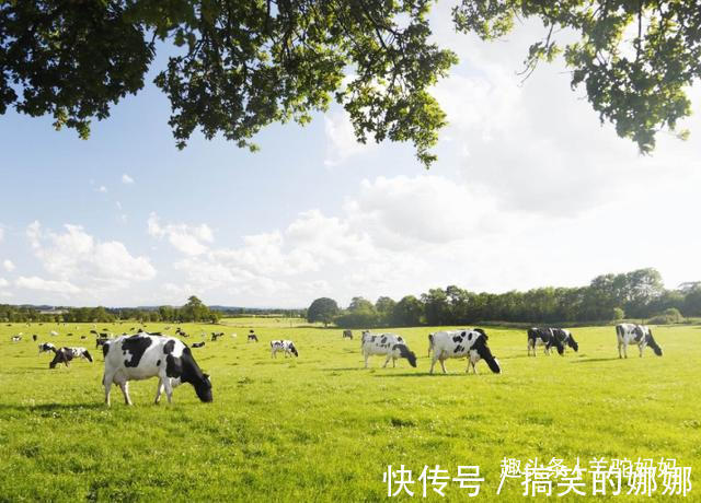 奶粉|“假奶粉专卖中国宝宝”已被曝光的问题奶粉，可能你家也有