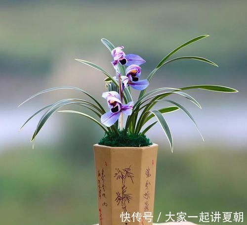 花色|此兰花曾经价格不菲,现在几块钱就能买一盆,花色罕见,值得入手