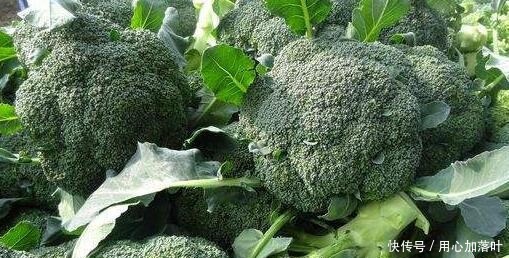 天天吃的西兰花和白花菜,差别有多大,怎么做才好吃