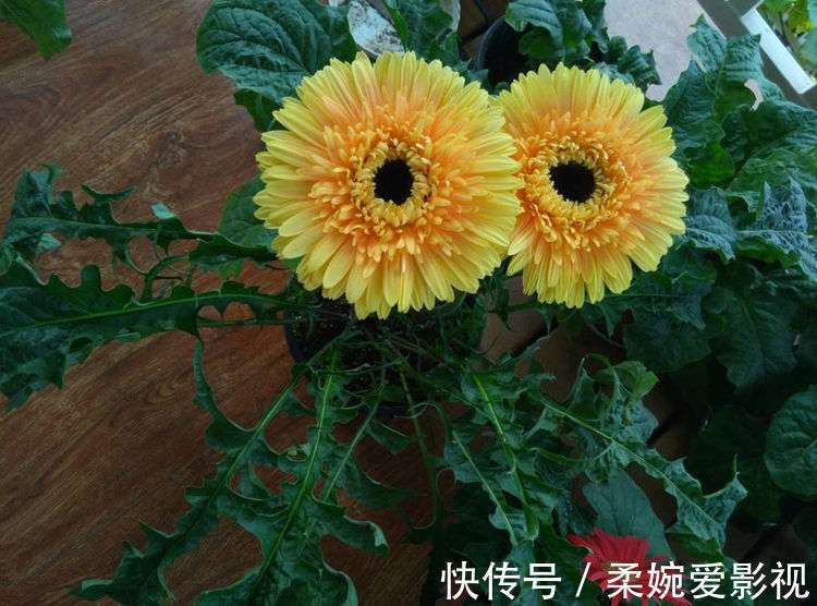 喜欢菊花，首选“菊中精品”徐妃醉妆，似秀丽妆容，美艳高雅！