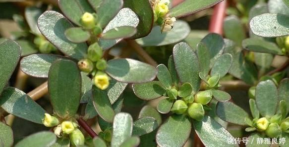 吃法|这3种野菜清肝明目效果好,营养价值高,天然解毒,让身体减负担