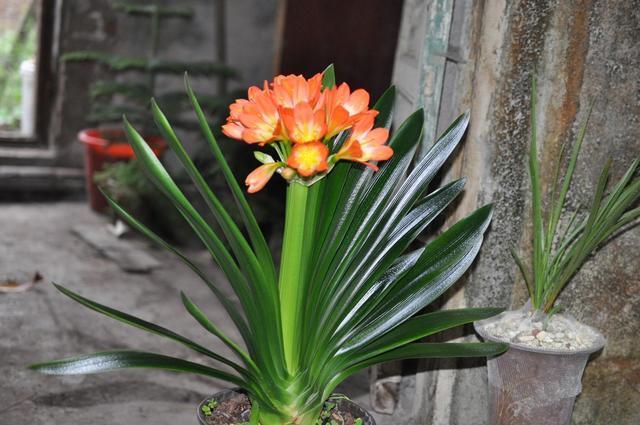 大白根|君子兰根系粗壮,花箭乱窜,多亏了这2步,现在实施时间正好!