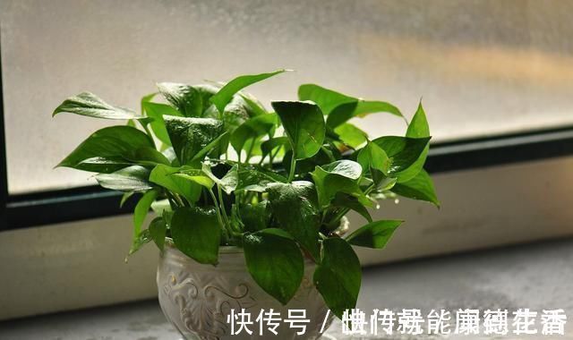 异味|卫生间就养这“4种盆栽”，去异味，吸潮气，养眼好打理