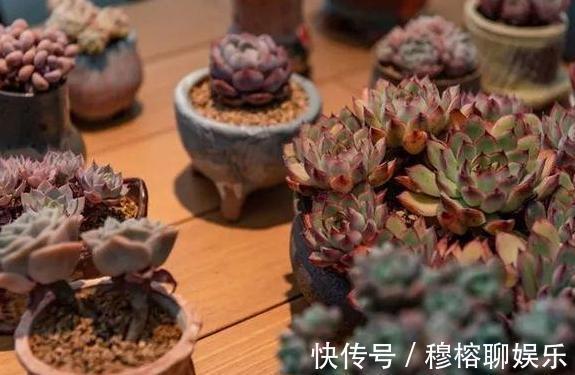 养花坏习惯不趁早摆脱这3臭毛病,居家盆栽长久不了