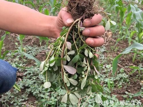 味道|这野菜从春吃到夏，味道有点酸，但价值极高，晒干后越放越香