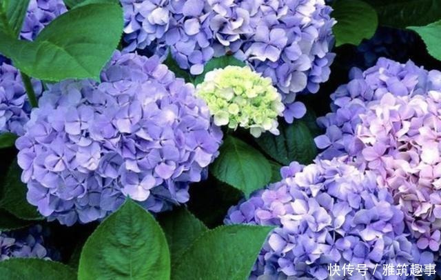 放在阳台上|总是养不好绿萝?不妨养3种“懒人花”,放阳台上晒,开满花!