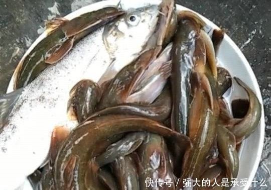 种激流里|长江源头,绝壁里流出泉水,里面有种野鱼,上千一斤!