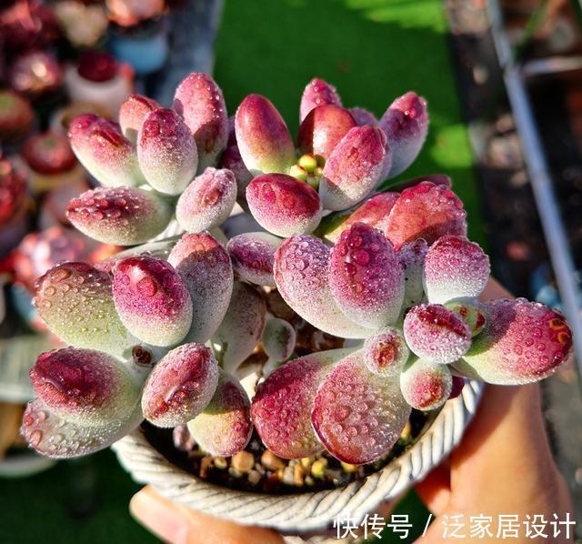 养多肉,做到“3控、1多、1勤”美艳多汁,胖成肉球