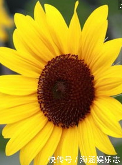 爆盆|晒不死的花卉,夏季“王者”,越晒越能爆盆的盆栽!