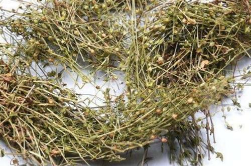 蒲公英|想长寿要先会吃，三种食物换着来，益气清肠，滋阴润肺