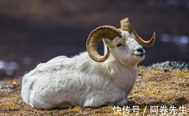 姻缘|讨人欢心的生肖羊，在下半年姻缘树果实满满，桃花朵朵开