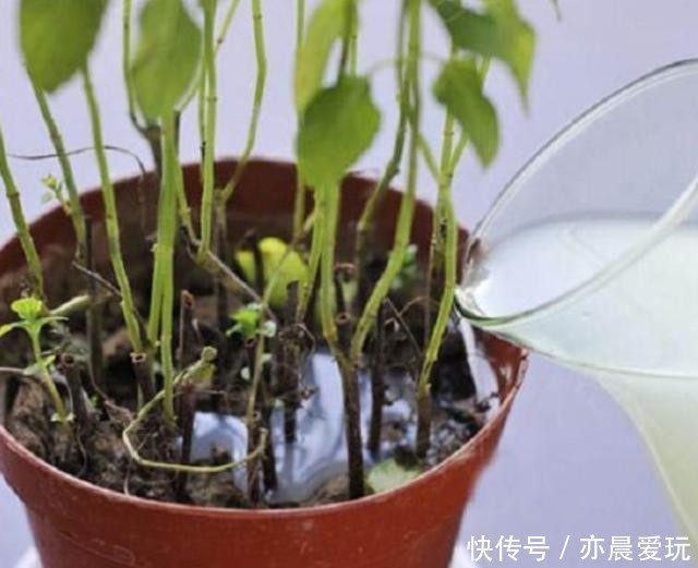 养花|养花也是门技术活，瓶瓶罐罐当花盆，各种废料当花肥，方便实用