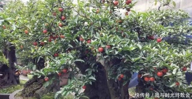 弹子|上万1棵的“盆景树”,养2盆“镇宅”,观赏价值也高,关键值钱!
