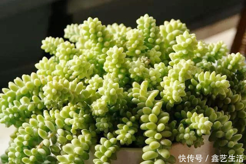 钱串子|适合夏天养的几种多肉,叶片肉嘟嘟能长成“瀑布”