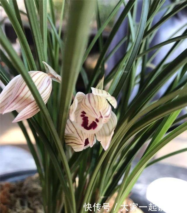 家有老人,适合养这3种花,旺人气,养神养心益长寿