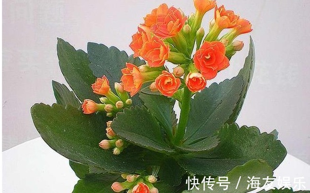 长寿花最详细的养殖方法,浇水、光照、施肥等,养不好都难!