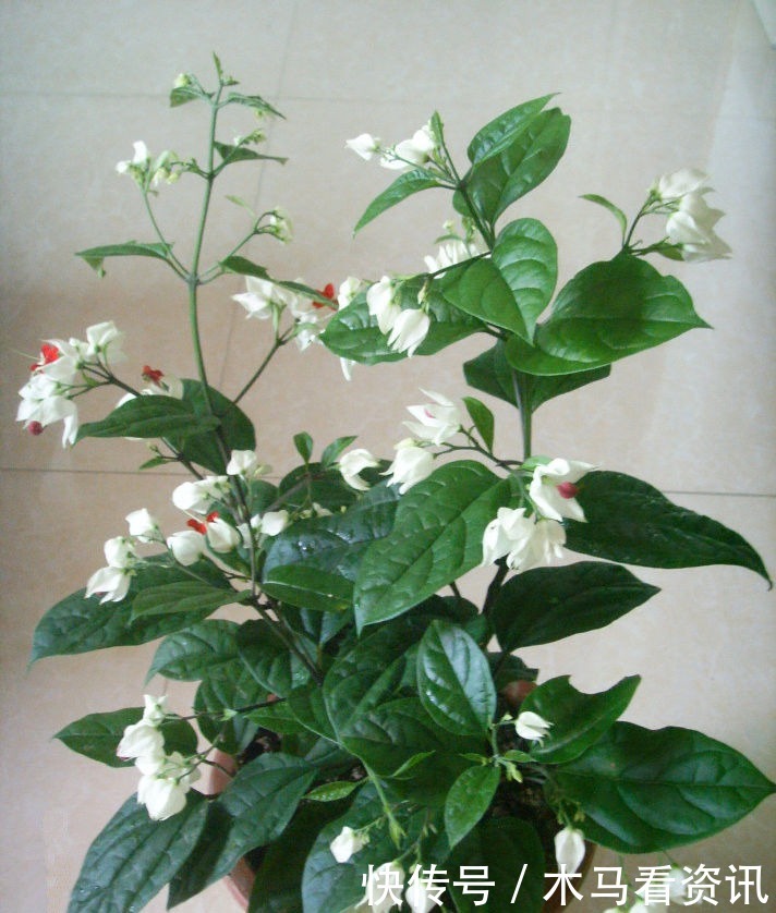 喜欢三角梅,不如养这款珍品“柠檬黄三角梅”,开花爆盆好养活