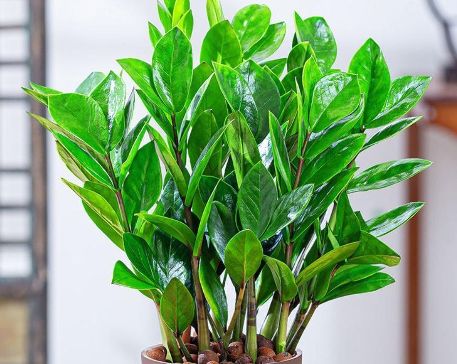 金钱树|金钱树冬天怎么养?2个重点要了解,避免黄叶掉叶,茎杆黑腐