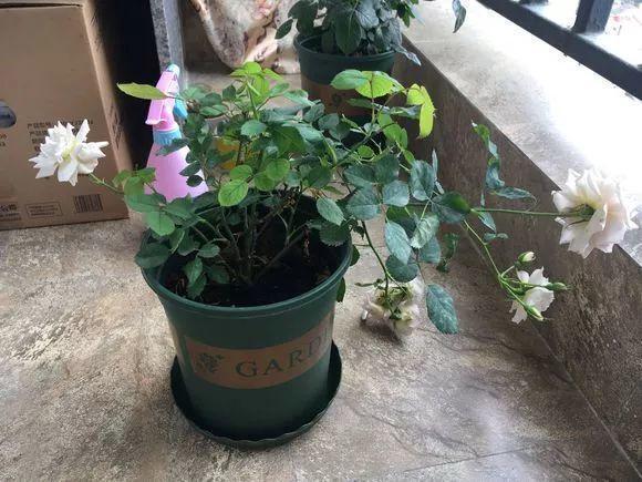 长寿月季花后赶紧剪一刀,剪完就开花,一直剪一直开!