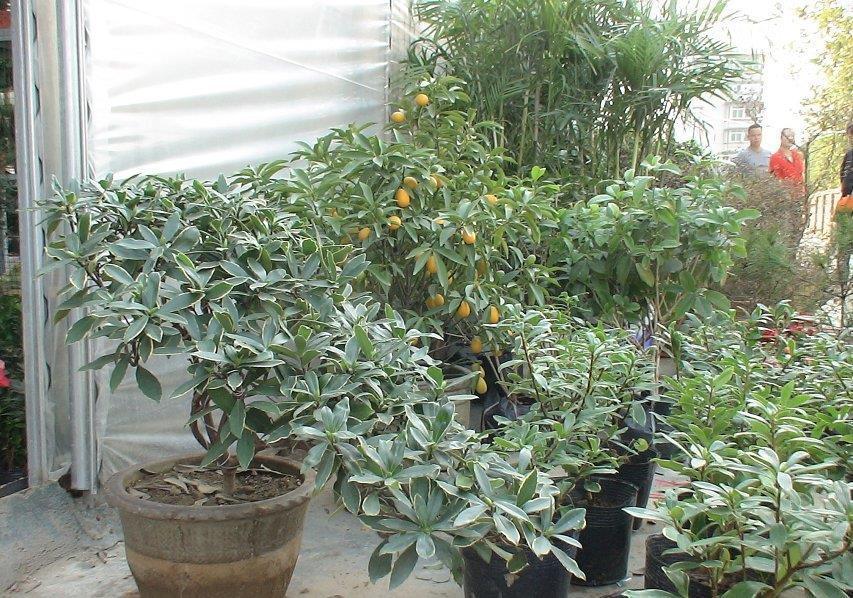 传统名花“金边瑞香”,注意4个问题,养的倍棒,花香溢满屋