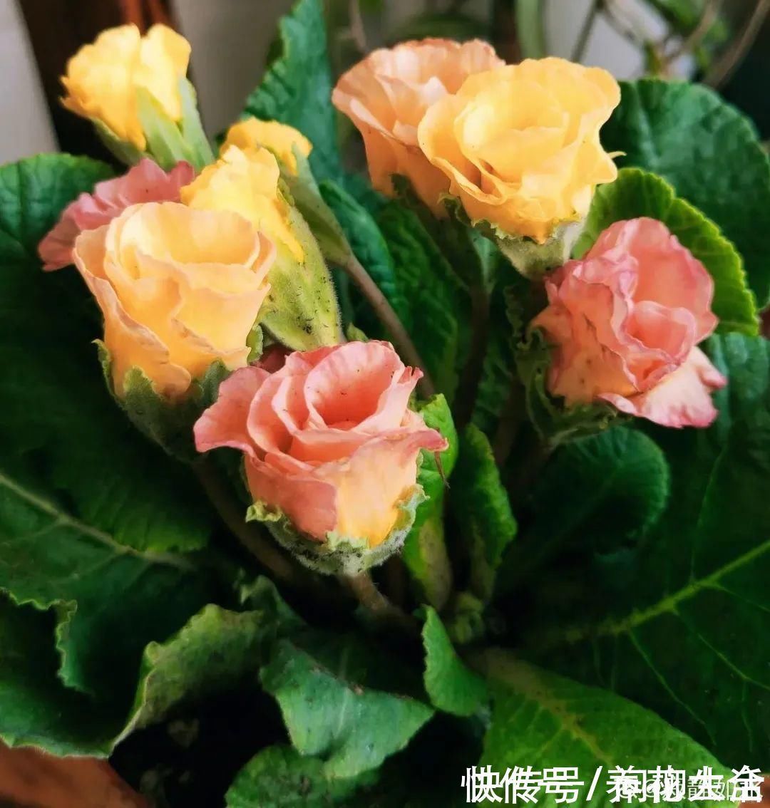 水仙|上万块的蟹爪兰,开花像烟花,养过的人不多