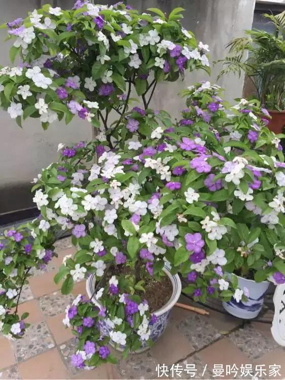 茉莉香|1种花有茉莉香，花儿同时开三色，一开300多天，新手养得好