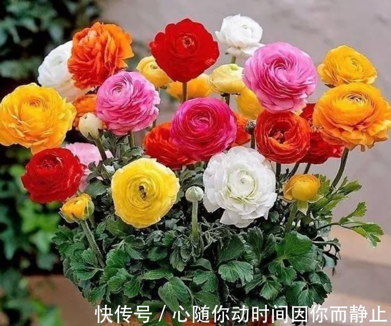 4种花现在养刚刚好,夏天开花很漂亮,阳台养几盆,变成花海