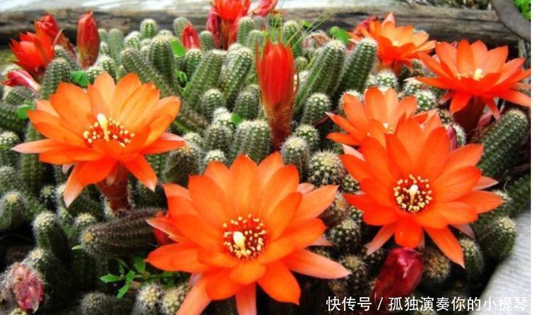 4种花,现在掐根枝条插土里,生根快,一盆变多盆