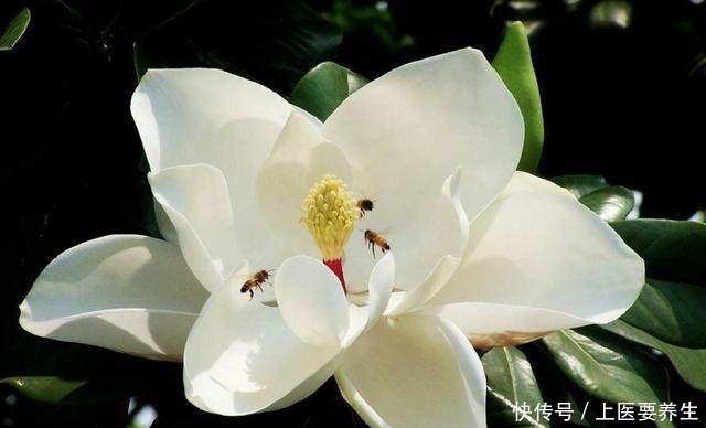 这7种树最能出效果,一旦花开就是人间仙境,花期最长可达半年!