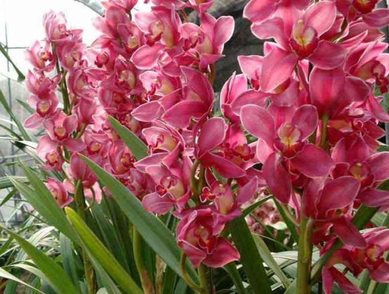 家里一定要养这3种花，养在客厅上档次，花美色艳，花儿轻松开爆