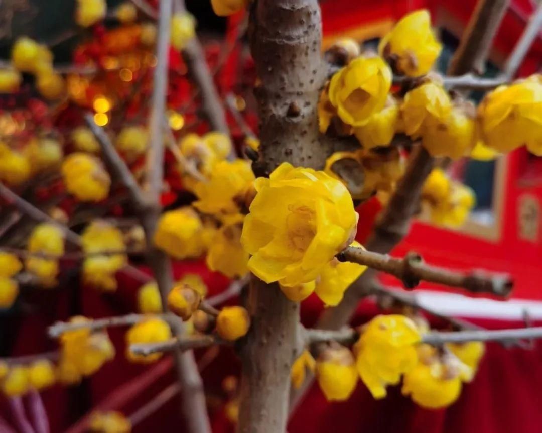 花市散发浓浓年味，这家店天天上新“应景”花！