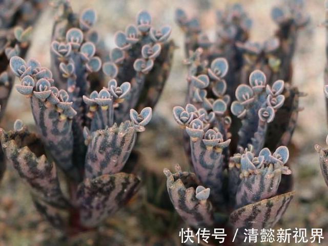 不死鸟|听名字以为是鸟,实际是“养不死”的绿植,不浇水都能蹭蹭长