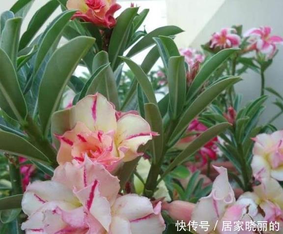 现在养沙漠玫瑰,耍点小手段,开花一波接一波,轻松开爆盆