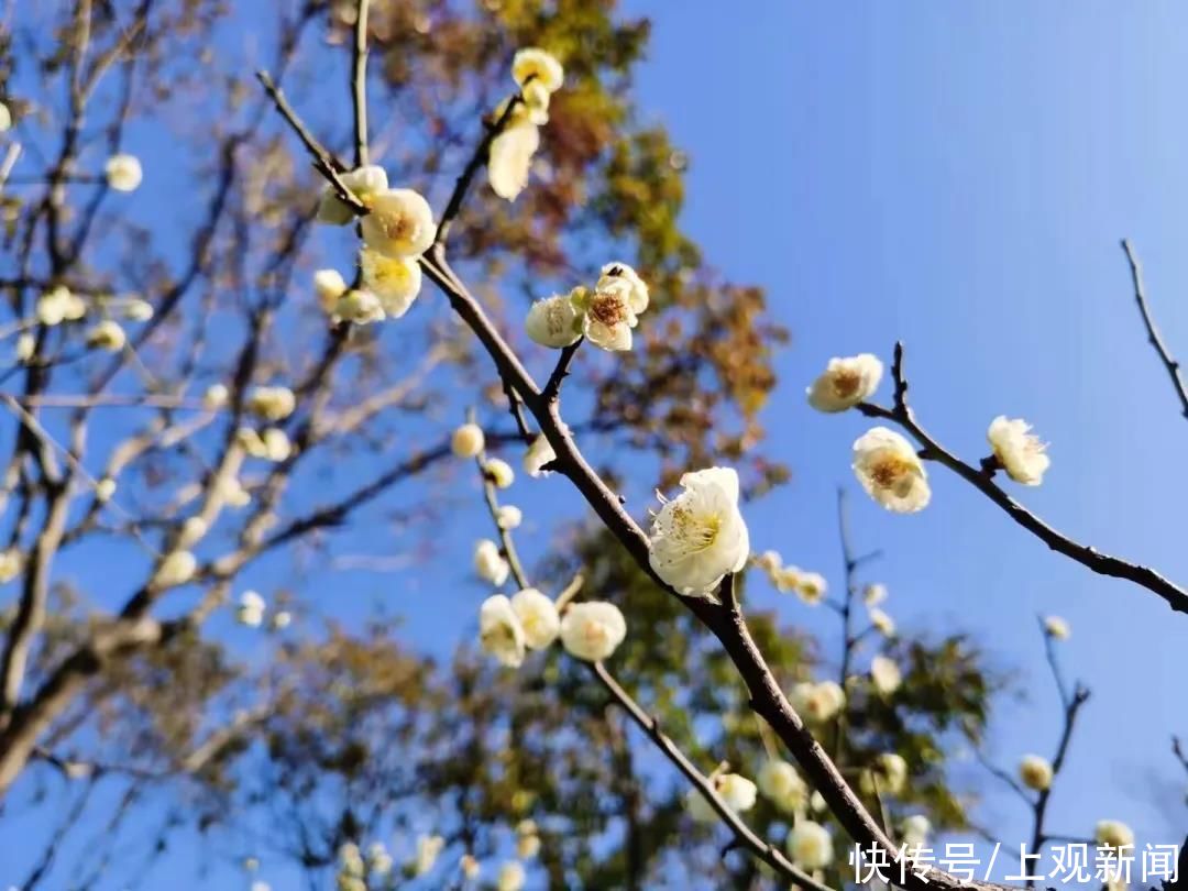 春到长宁万物苏，梅花玉兰已倾城