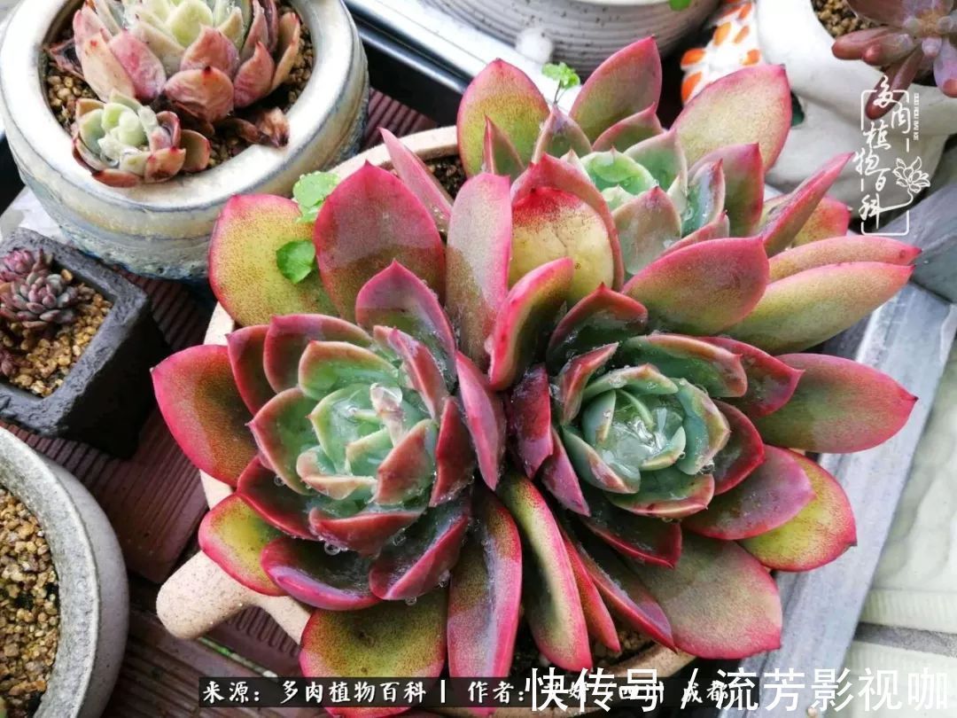 多肉|人生有时候就像多肉，不是不出彩，只是经历的时光还不够！