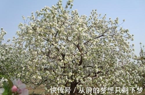 八棱海棠是美化风景的首选观赏树,有极高的观赏价值