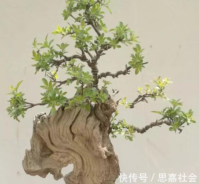 山荆|你看不上眼的黄荆,我拿来制成盆景,既好看又值钱