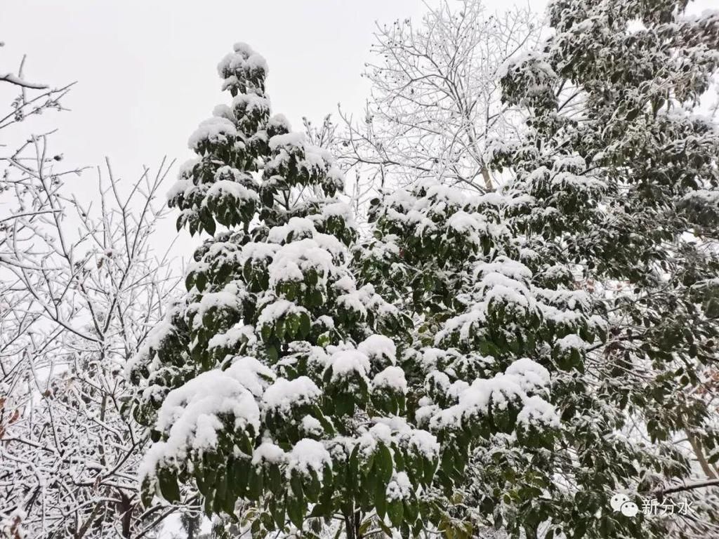 分水迎来新年第一场雪