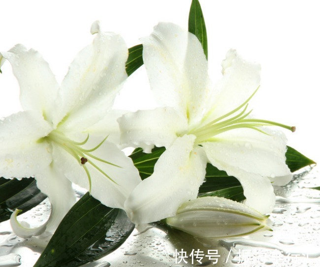 此花为玛利亚的象征,被多个国家视为国花,在中国具有伟大的寓意