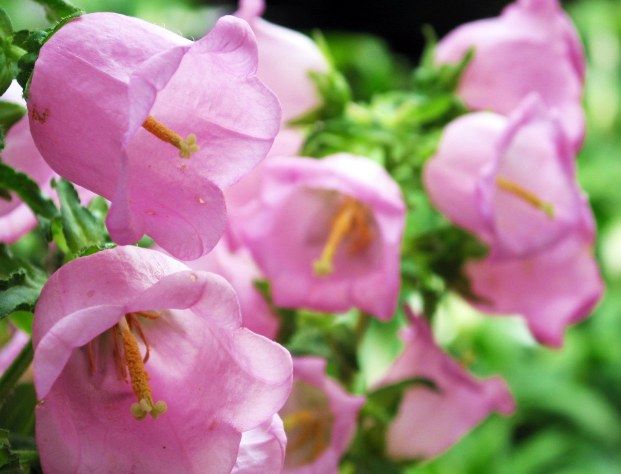 此花所代表的是对远方的祝福，象征着最温柔的爱，花朵像是小铃铛