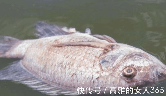 化工厂|3种最“脏”的鱼，超多寄生虫，很多人不懂，还经常买来吃