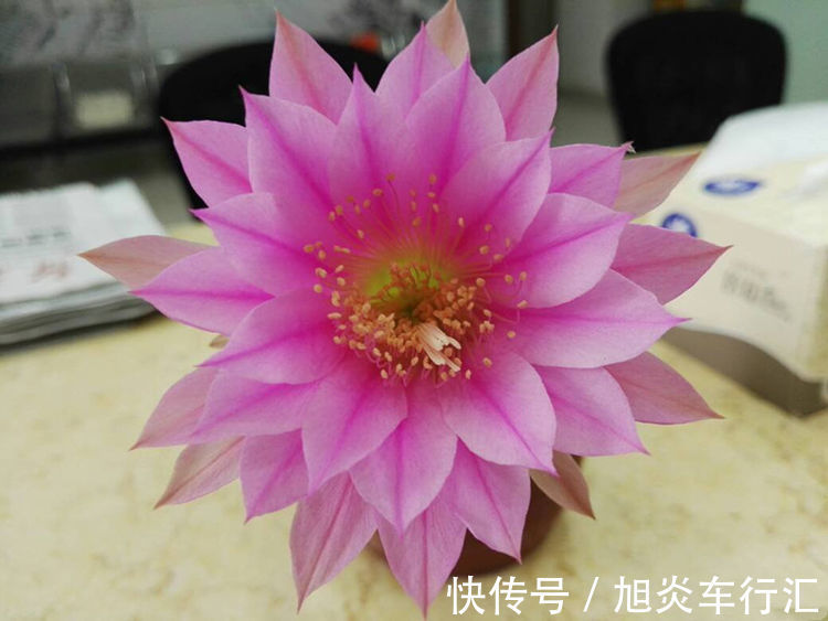 4种花很耐养,好养易活开花漂亮,四季繁花似锦,美