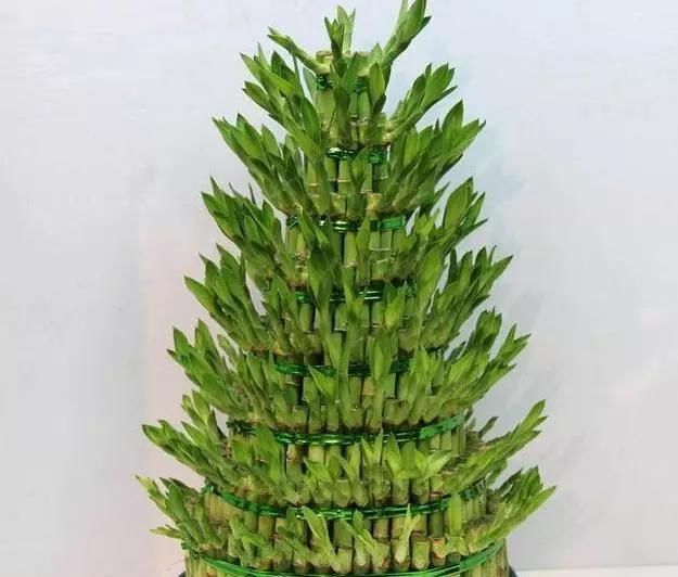 人大|养花的人大多长寿这4种植物,养人寓意好,可惜总有人忽视了