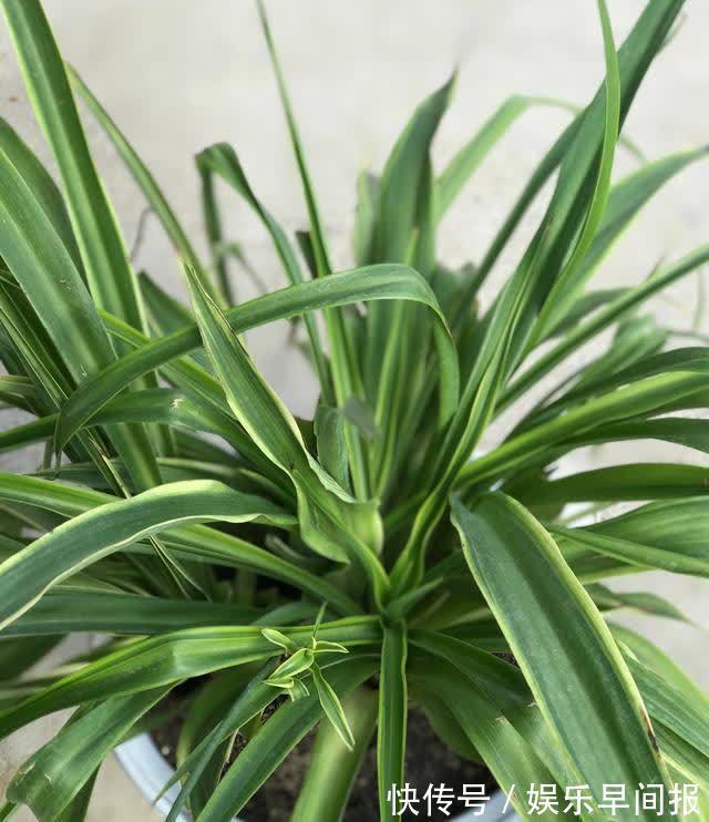 4种“懒人花”,浇点水就疯长,枝壮花多空气好,不会养花就养它