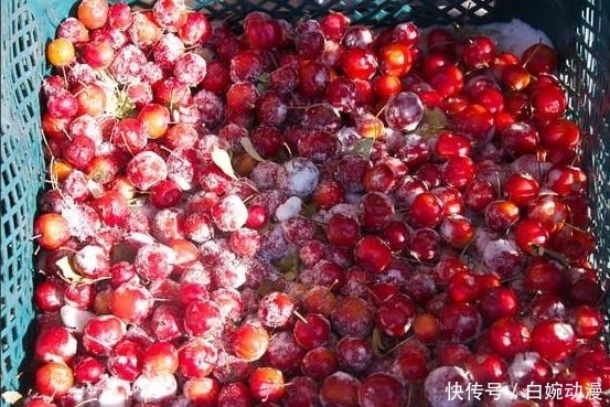 东北|在东北,冬天都是这样卖鱼的,很多人都没见过,网友:真想去看看