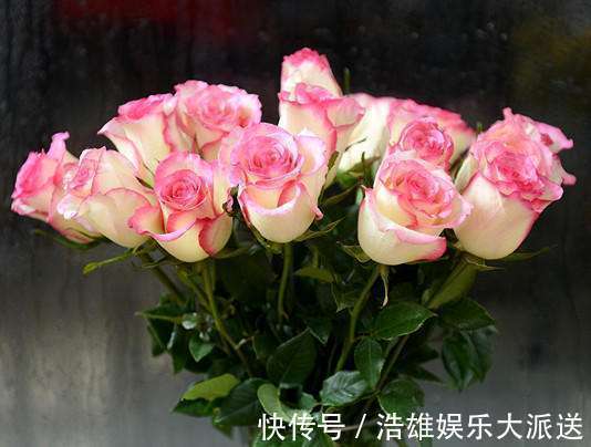 喜欢菊花,不如养盆优良玫瑰“红袖玫瑰” 似红颜知己,十分妩媚