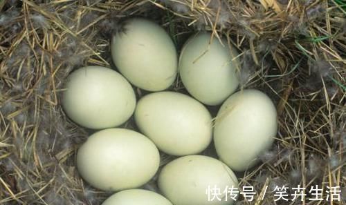 维生素b1|鸭蛋虽好，但食用完后，别再吃此种食物，要忌口，快告诉家人