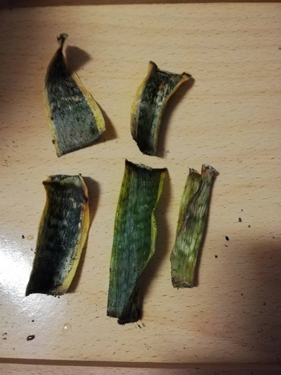 剪片叶子,放土里就能长出一盆,这4种花养到就是赚到!