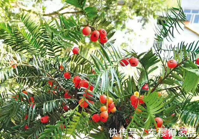 授粉|红豆杉只开花不结果,只要找准原因及时解决,满树结满红果果